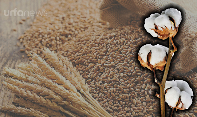 Borsada fiyatlar belli oldu: İşte preseli pamuk ve buğdayın güncel fiyatı