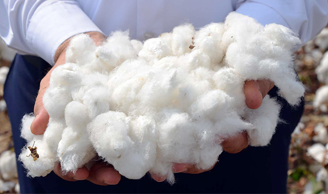 Borsada preseli pamuğun güncel fiyatı belli oldu