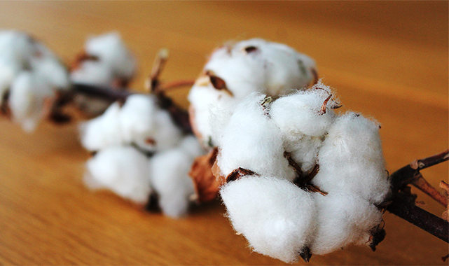 Borsada preseli pamuk fiyatları güncellendi