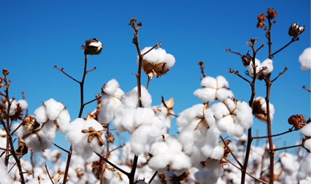 Preseli pamuğun güncel fiyatı belli oldu