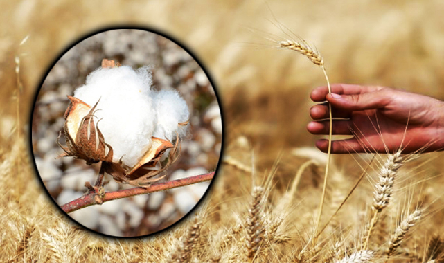 Preseli pamuk ve buğdayda fiyat güncellendi