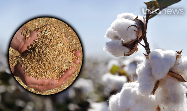 Preseli pamuk ve buğdayda fiyatlar güncellendi