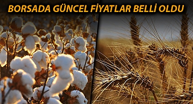 Preseli pamukta taban fiyat 6 lira düştü, buğday 12 lirayı gördü