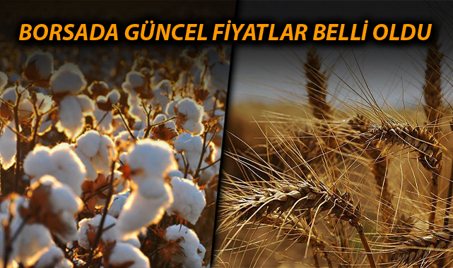 Preseli pamukta taban fiyat 6 lira düştü, buğday 12 lirayı gördü
