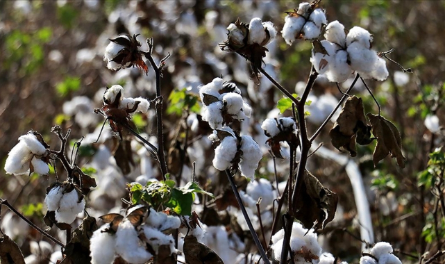 Preseli pamukta taban fiyat geriledi