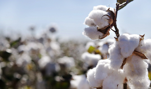 Preseli pamukta tavan fiyat düştü, taban fiyat yükseldi