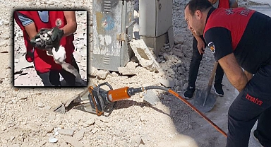 Şanlıurfa'da enkaz altında kalan kedi 15 gün sonra kurtarıldı