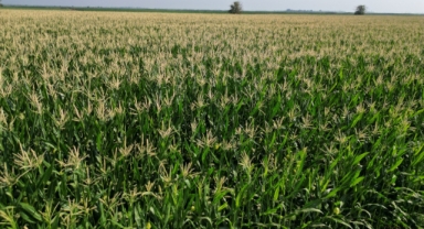 Şanlıurfa'da lazer tekniğiyle ekilen mısırda rekolte yüksek oldu