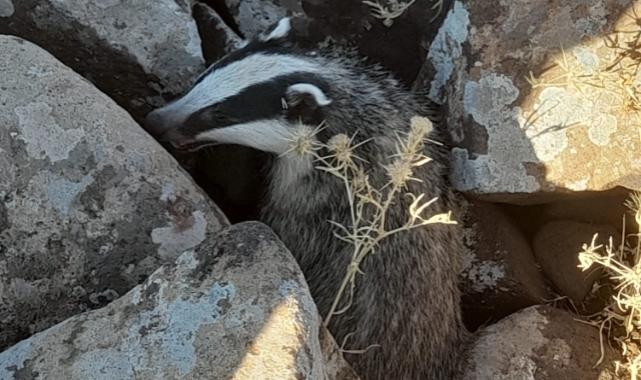 Şanlıurfa&#039;da yaralı halde bulunan porsuk yeniden sağlığına kavuştu