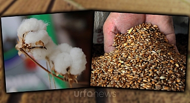 Şanlıurfa Ticaret Borsasında güncel pamuk ve hububat fiyatları belli oldu