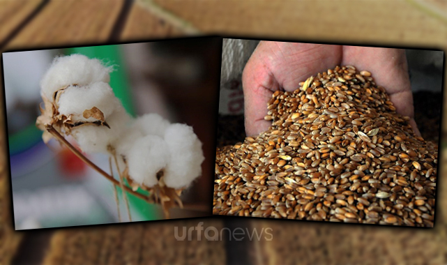 Şanlıurfa Ticaret Borsasında güncel pamuk ve hububat fiyatları belli oldu
