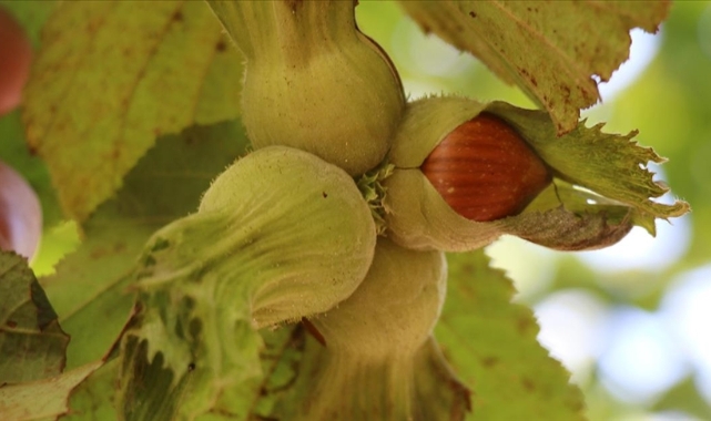 Soluk borusuna fındık kaçan çocuk öldü