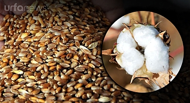 Borsada preseli pamuk ve buğdayın güncel fiyatları açıklandı
