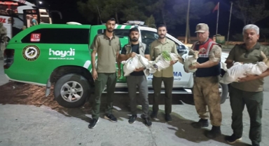 Şanlıurfa'da izinsiz beslenen ceylanlar koruma altına alındı