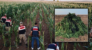 Şanlıurfa'da mısırların arasına hint keneviri eken tarla sahibi tutuklandı