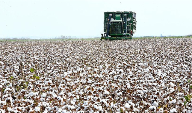 Borsada güncel kütlü ve preseli pamuk fiyatları belli oldu
