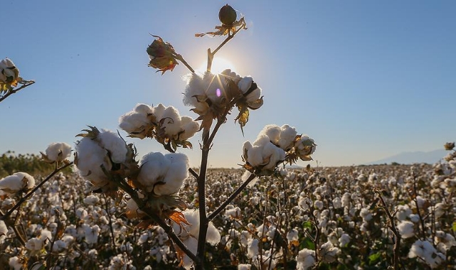 Borsada kütlü pamuğun fiyatında artış