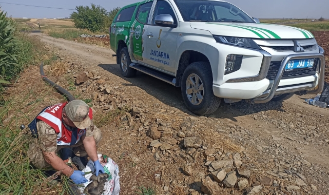 Şanlıurfa&#039;da jandarma tarafından arazide bulunan köpekler korumaya alındı