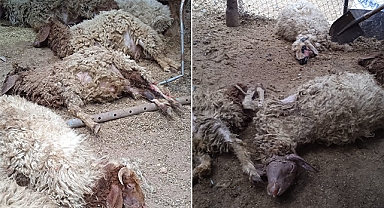 Şanlıurfa'da köpeklerin saldırdığı 12 koyun telef oldu
