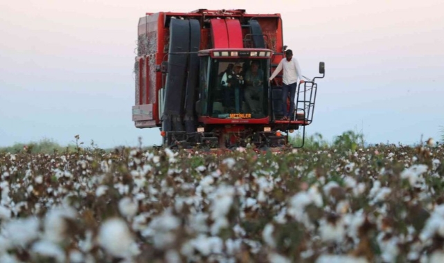 Şanlıurfa&#039;da pamuk biçim ücreti belli oldu