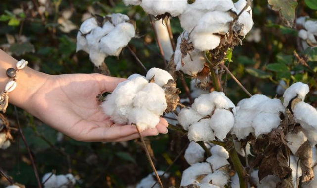Şanlıurfa Ticaret Borsasında preseli pamuk fiyatları açıklandı