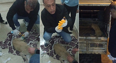 Viranşehir'de araba çarpan köpeğin yardımına belediye koştu