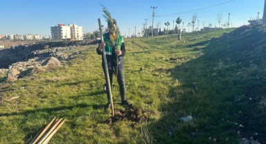 Viranşehir Belediyesinden yeşil alanlarda çalışma