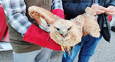 Şanlıurfa'da tedavisi tamamlanan kızıl şahin doğaya bırakıldı