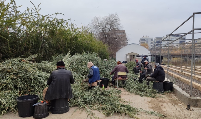 Şanlıurfa&#039;da zeytin fidesi üretimi başladı