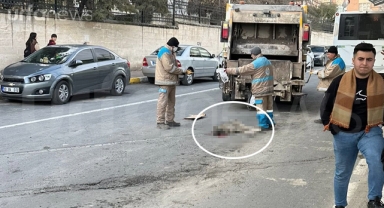 Şanlıurfa'da belediye otobüsü sokak köpeğini ezdi