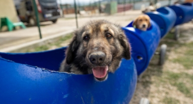 Engelli köpekleri varillerden yaptığı trenle gezdiriyor