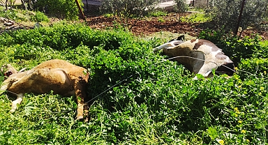 Şanlıurfa'da elektrik telinin kopması sonucu iki inek öldü