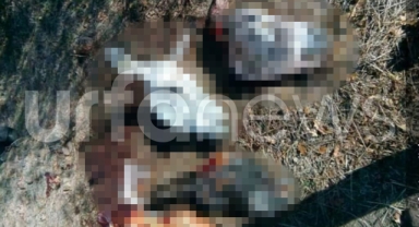 Şanlıurfa'da kesilmiş halde üç eşek kafası bulundu