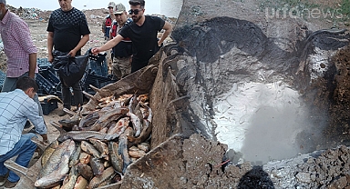 Şanlıurfa'da iki ton balık toprağa gömüldü