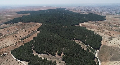 Şanlıurfa'da ormanlık alanlara giriş yasaklandı