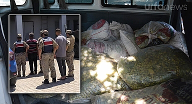 Şanlıurfa'da 1,5 ton çalıntı fıstık ele geçirildi