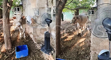 Şanlıurfa'da bir vatandaş ineği hasta olmasın diye bahçeye vantilatör kurdu