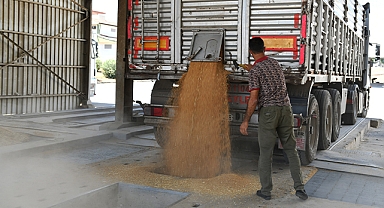 Şanlıurfa'da bu sezon 2 milyon 200 bin ton buğday yetiştirildi