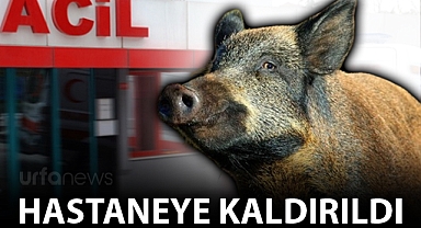 Şanlıurfa'da domuz saldırısına uğrayan çiftçi ağır yaralandı