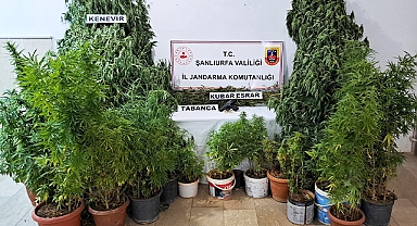 Şanlıurfa'da kenevir eken 5 kişi gözaltına alındı