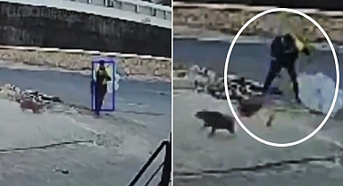 Şanlıurfa'da bir köpeği öldüren şahıs gözaltına alındı