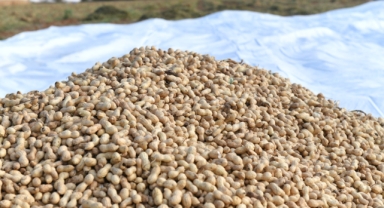 Harran'da yer fıstığı hasadı başladı