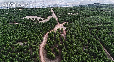 Şanlıurfa'da ormanlık alanlara giriş yasağı kalktı
