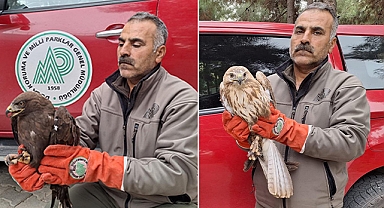 Şanlıurfa'nın ilçesinde yaralı halde bulunan kuşlar tedavi altına alındı