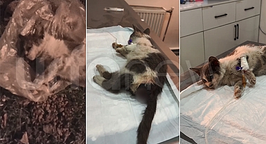 Ceylanpınar'da tecavüz edilen yavru kedi öldü