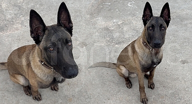 Şanlıurfa'da kayıp köpeği bulana para ödülü var