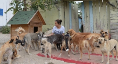 Sahipsiz köpek başına rekor ceza kesilecek