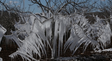 Şanlıurfa'da fıstık ağaçlarında buz sarkıtları oluştu
