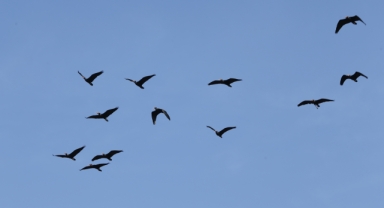 Şanlıurfa'da koruma altındaki kelaynaklar, üreme dönemi için doğaya bırakıldı