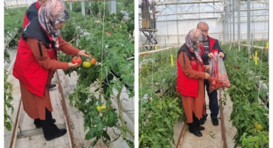 Şanlıurfa'da zirai ilaç kalıntısı denetimleri yapıldı